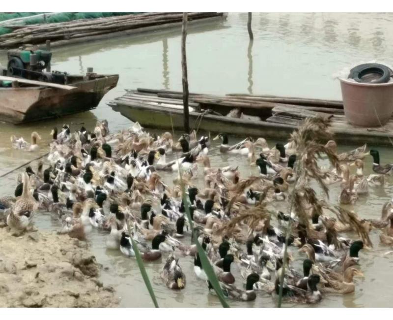 純放養(yǎng)青頭鴨、三那土雞、鳳尾菇 原生態(tài)產(chǎn)品